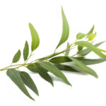 eucalyptus-branch_orig